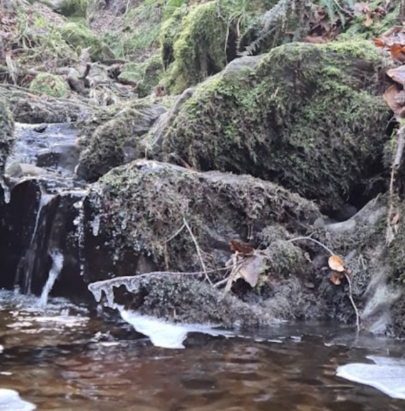 Ballyhoura mountain bike trails