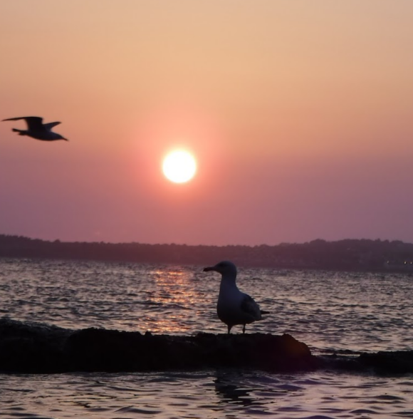 Shearwater Sea Kayaking