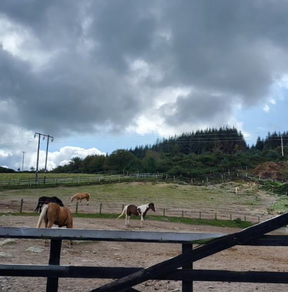 The Paddocks Riding Centre