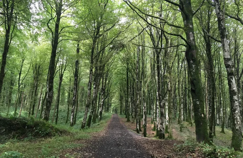 Mullaghmeen Forest, Co. Westmeath